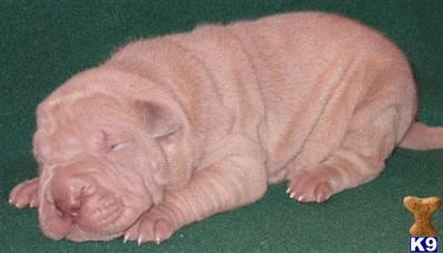Chinese Shar-Pei Puppies